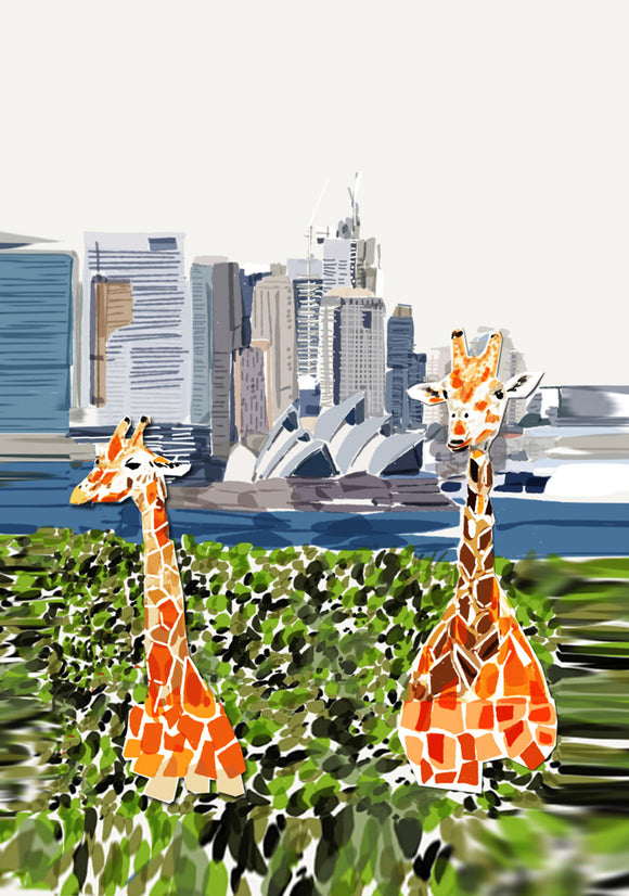 Print (Iconic) - Sydney Taronga Zoo Giraffes